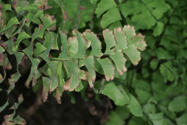 Adiantum pedatum